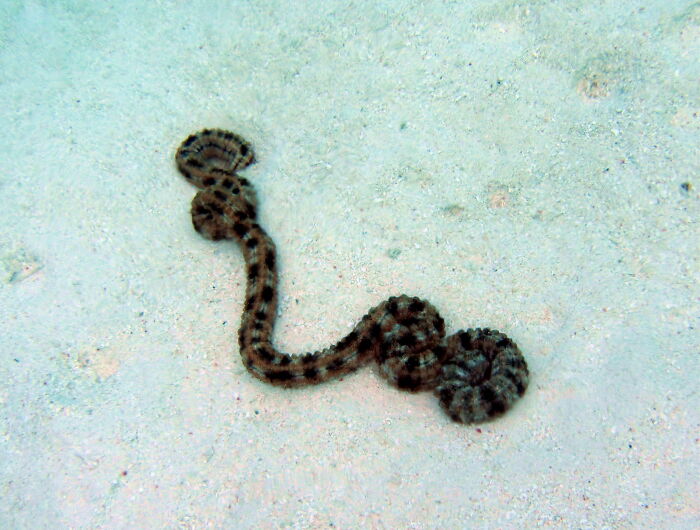 This Coral Snake Swimming Near Me Off Mare, New Calendonia, Very Poisonous, But 'If You Leave It Alone, It Won't Bother You.' Terrific!