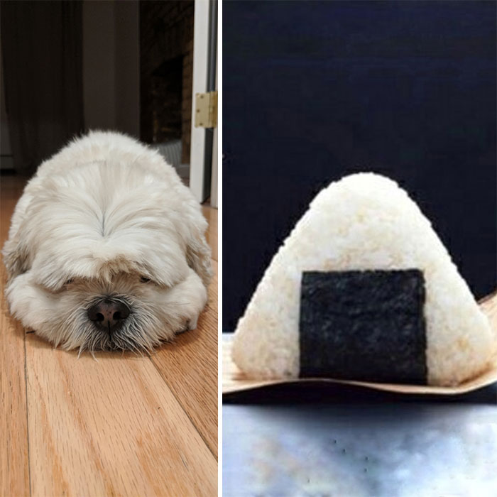 You Ever Get So Tired You Turn Into An Onigiri?