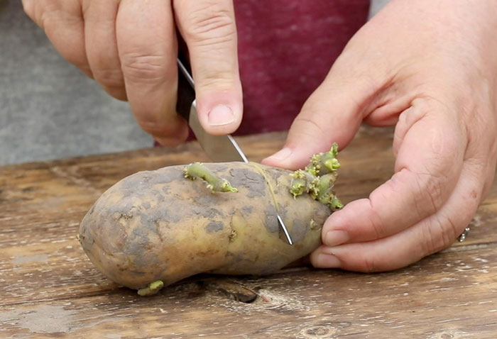 Grow New Potatoes From Old Ones