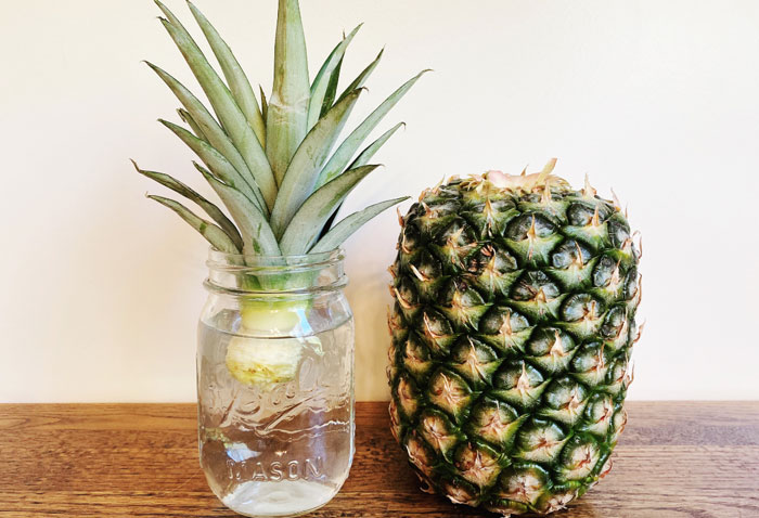 Sprout The Tops Of Pineapples Into Beautiful Houseplants