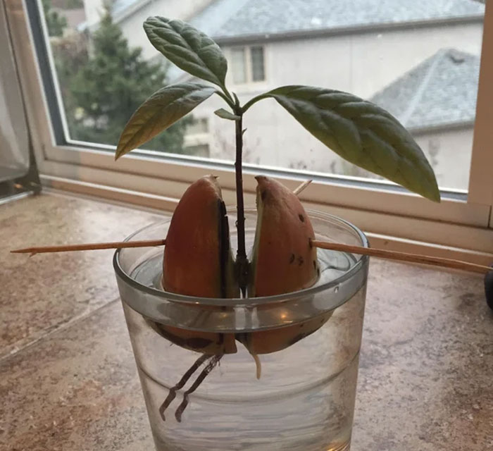 Sprout An Avocado Tree From The Pit