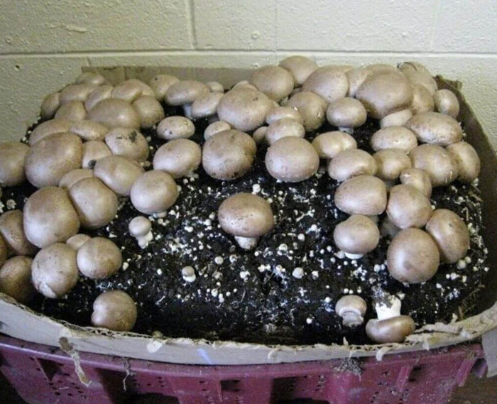 Regrown Mushrooms From Their Stems