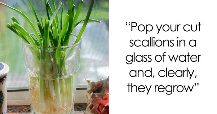26 Foods You Can Regrow Instead Of Wasting