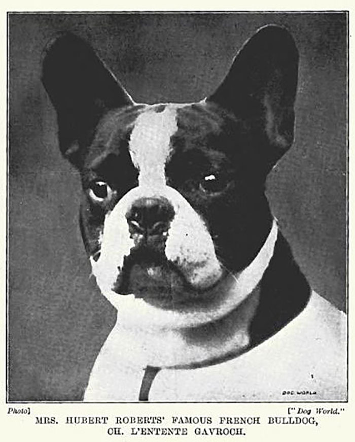 Black and white picture of French bulldog 