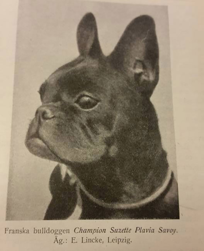 Black and white picture of French bulldog 