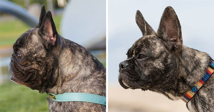 “Breed For Health. Not Show”: Breeder Is Reengineering French Bulldogs’ Faces To Make Them Healthier