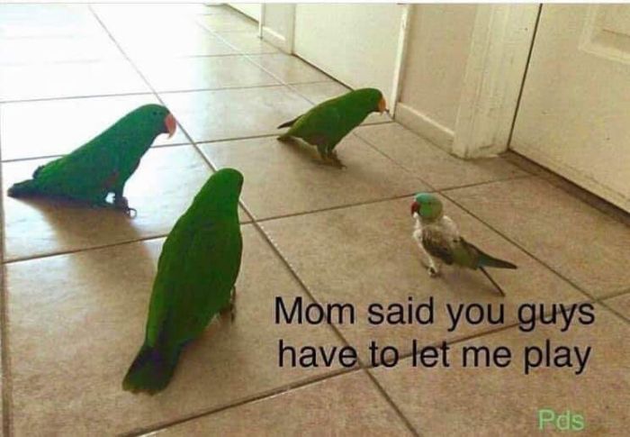 Funny-Bird-Jokes