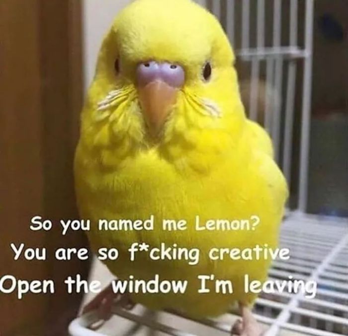 Funny-Bird-Jokes