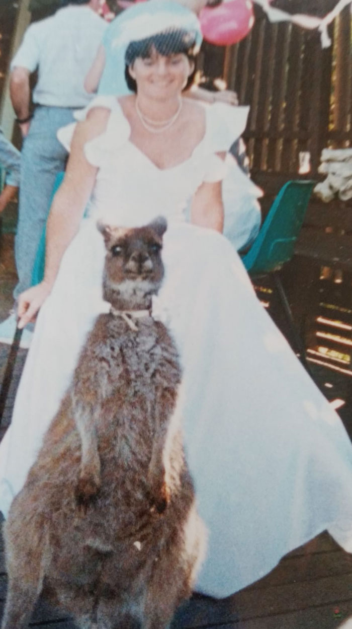 Mi madre tenía un canguro de mascota, que llevó los anillos en su boda