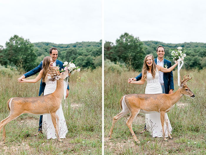 Deer Crashing A Wedding Photoshoot