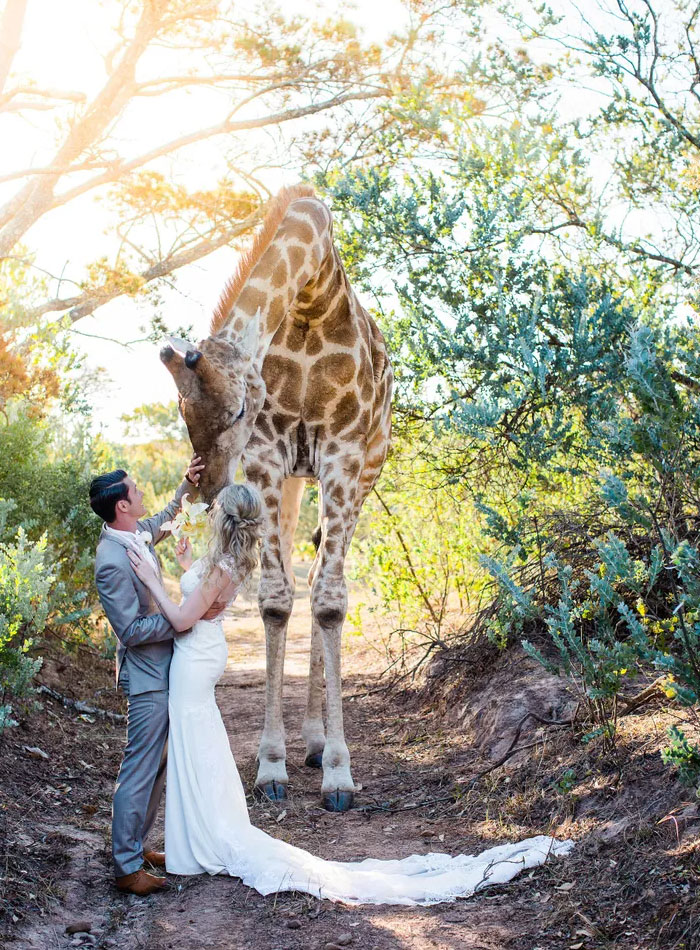 Couple Have An Unexpected Visitor At Their Wedding Ceremony Held In A South African Nature Preserve