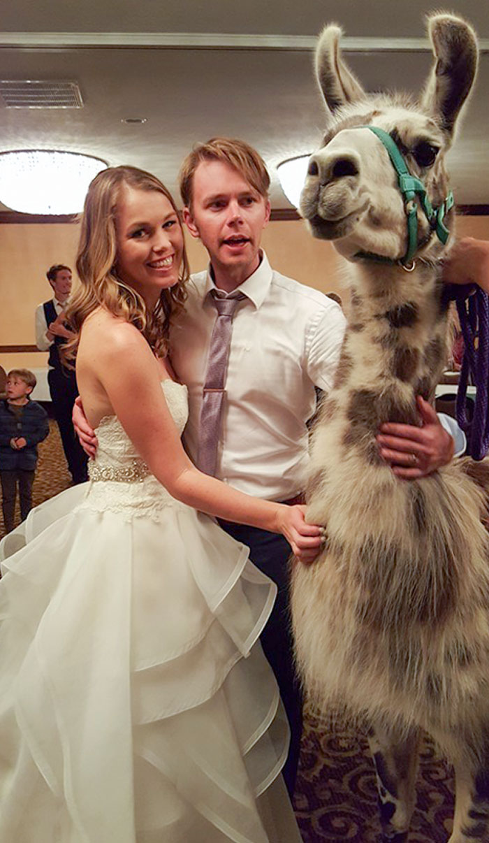 Sometimes The Hotel Holding Your Wedding Also Has A Llama Convention Booked