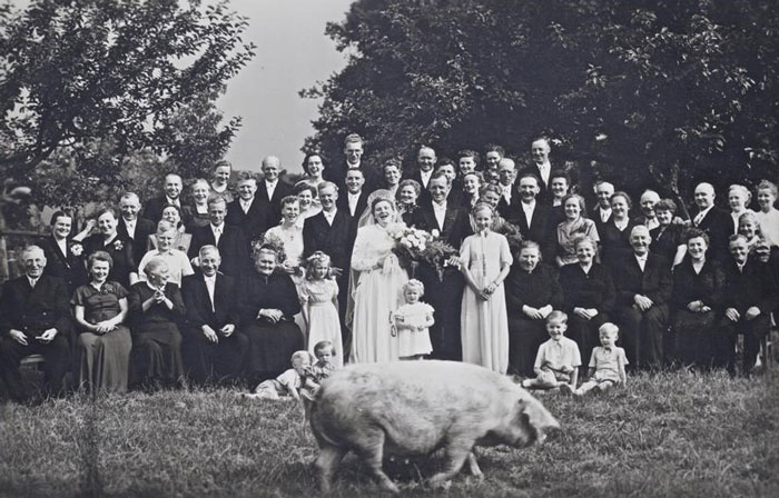 Un cerdo se coló en la foto de bodas de mi abuela en 1927 