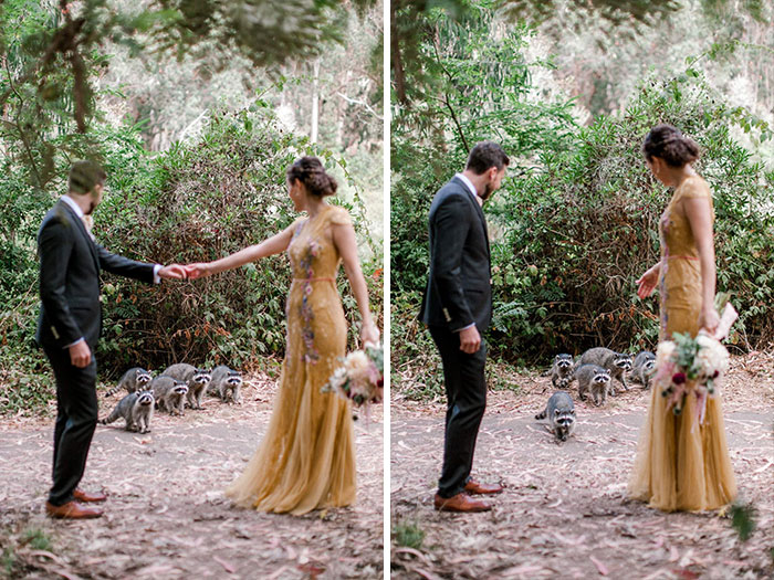 A Family Of Racoons Photobombed A Wedding Photoshoot
