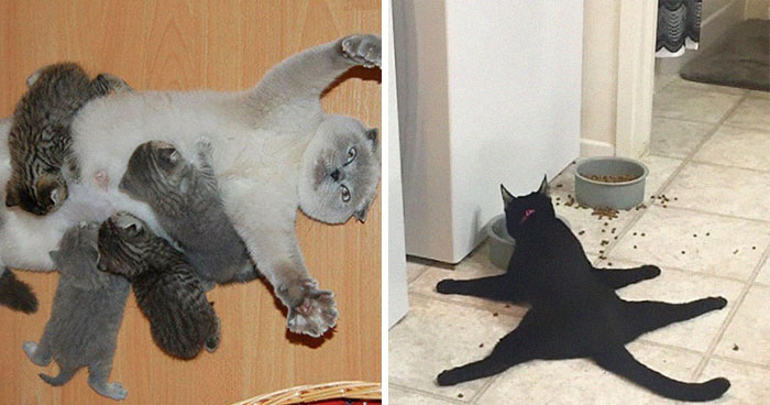 ‘Cat.Exe Has Stopped Working’: This IG Account Collects Hilarious Images Of Broken Cats (50 Pics)
