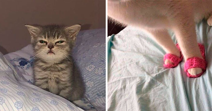 50 Hands-Down Funniest Pics Of Cats From The ‘Cat Virus.Exe’ Instagram Page