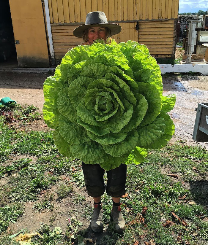 This Big Lettuce