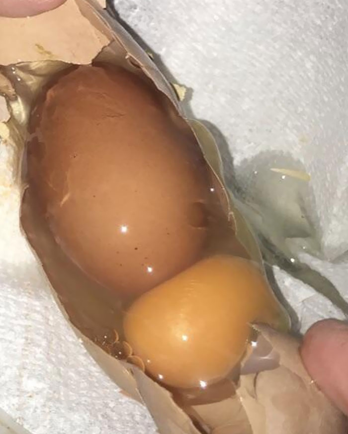 One Of Our Chickens Just Laid A Jumbo Egg With Another Egg Inside