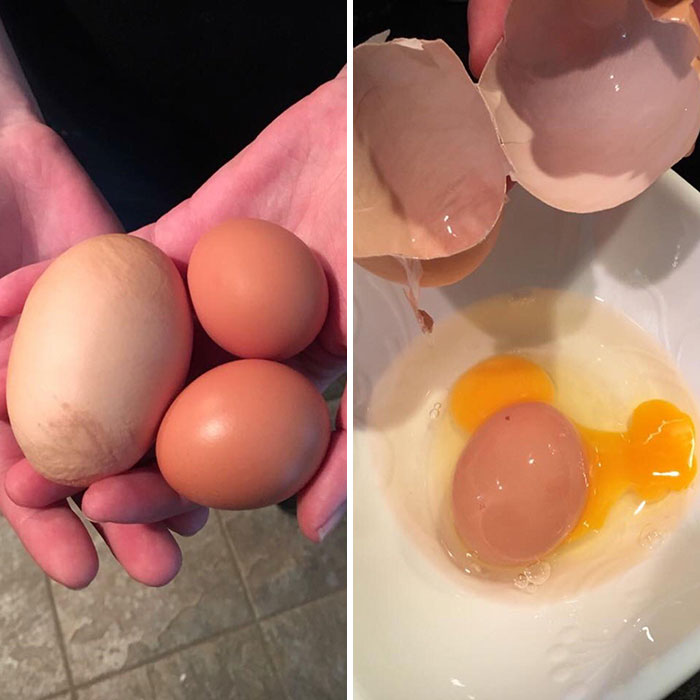 La gallina de mi amigo puso un huevo enorme con un huevo de tamaño normal dentro