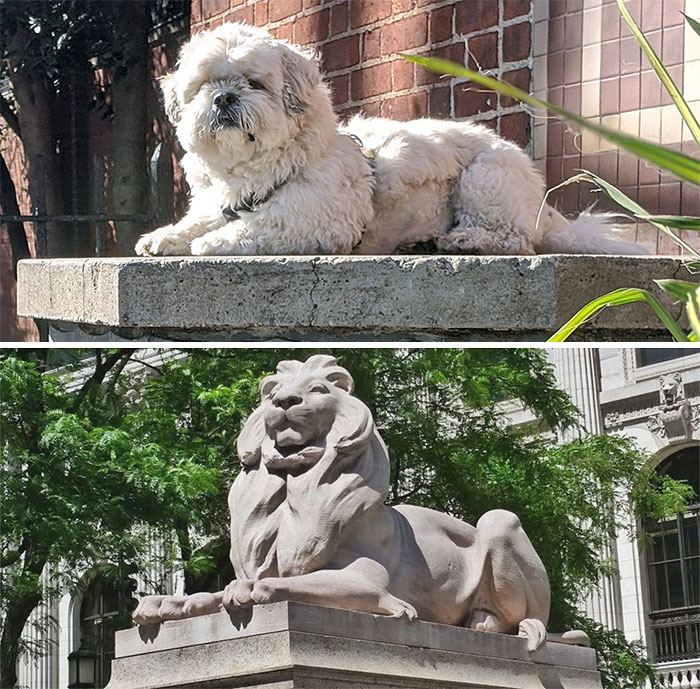Mane Squeeze Of My Pride, King Of The Urban Jungle, Guardian Of The Library (Or Local Rec Center)