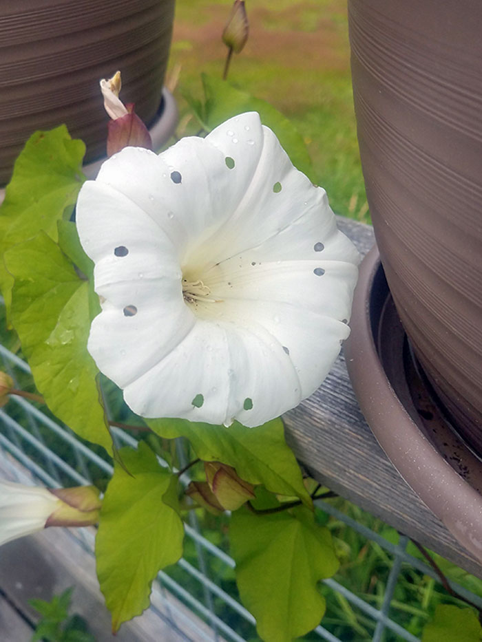 A Bug Ate Through This Morning Glory While It Was Closed, And The Holes On The Bloom Are Nearly Symmetrical