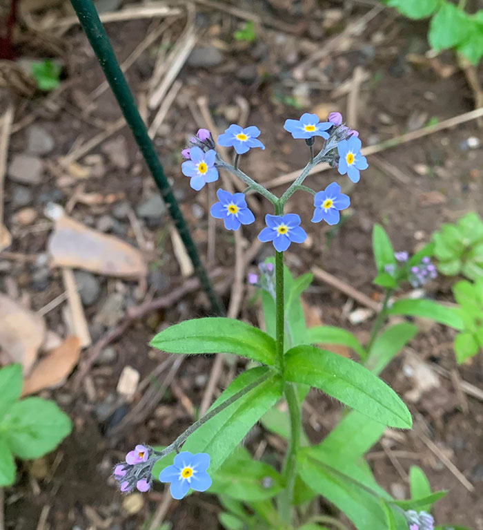 These Forget-Me-Not’s Grew In A Heart Shape