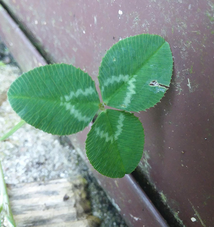 The Clover Leaves Make A Perfect Triangle