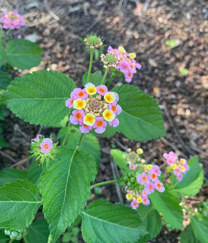 I Think Symmetry Of These Flowers Are Pretty Cool