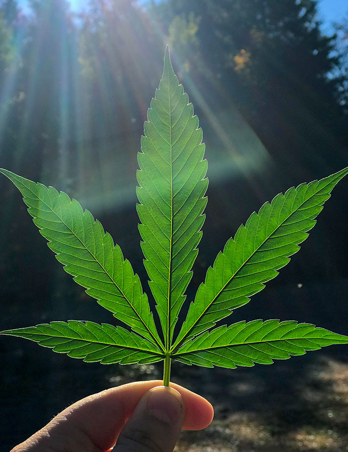 The Symmetry And Lighting Of This Marijuana Leaf