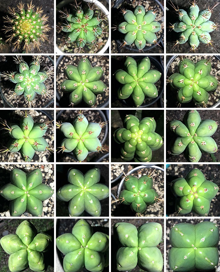 Radial Symmetry Exhibited By My Trichocereus Cacti