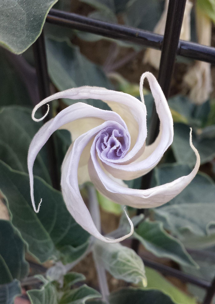 This Spiral Blossom's Symmetry