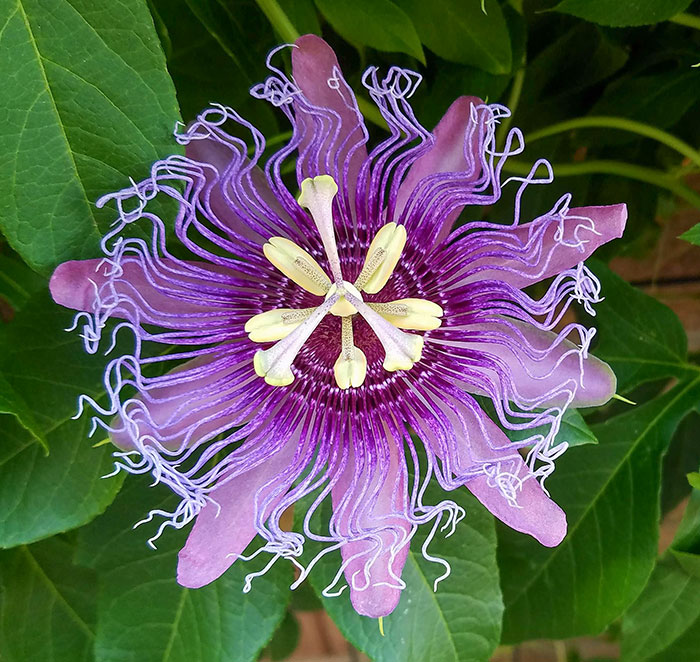 My Passionflower Is Geometrically Pleasing