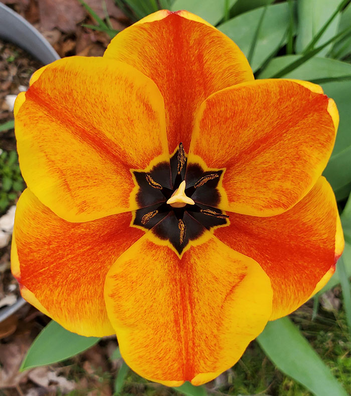 The Symmetry & Color Of My Tulips