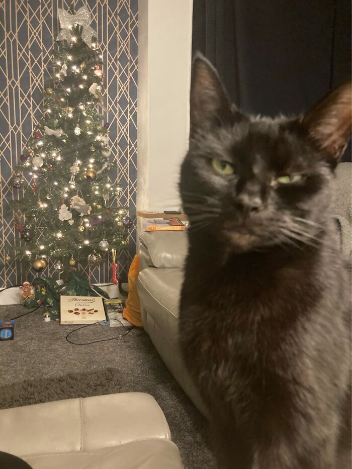 Trying To Get A Good Photo Of My Black Cat At Christmas And She Gets Tired Of My Shit