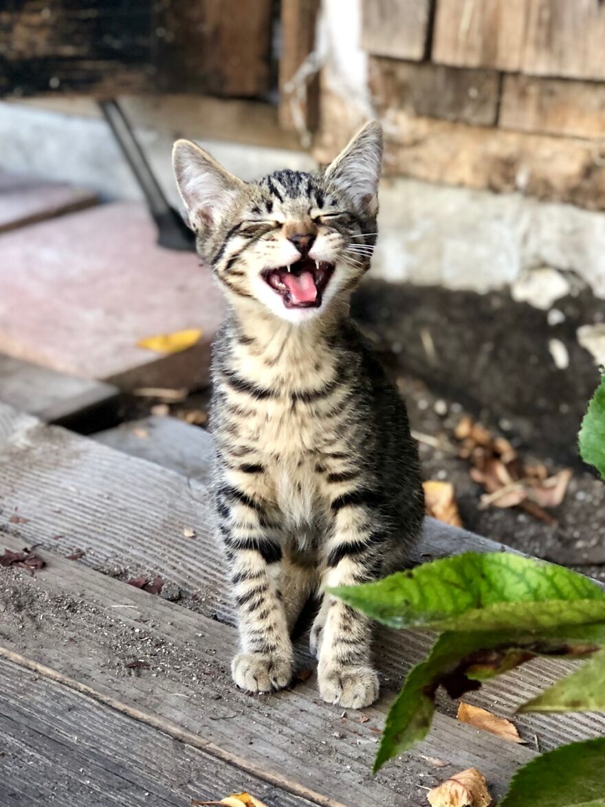My Kitten Winston Singing His First Time Outside 🎶