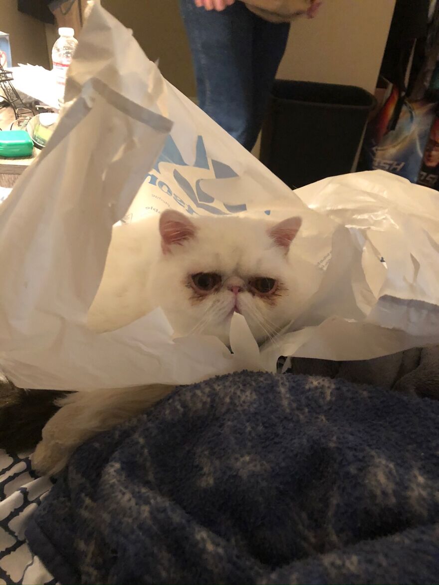 We Went Shopping For Cats
