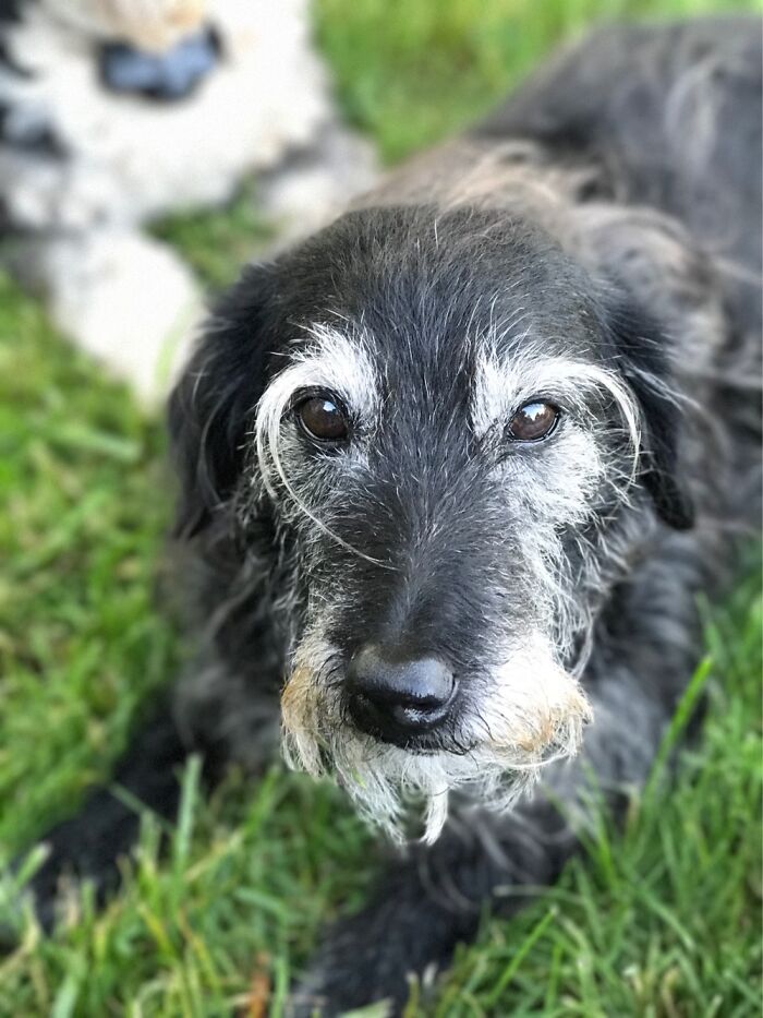 Goose, Our 18 Year Old Mixed Breed