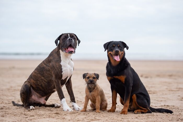 Geordie, Arnie And Khana, Dirham UK, Also Known As The Border Terrier And His Two Minions