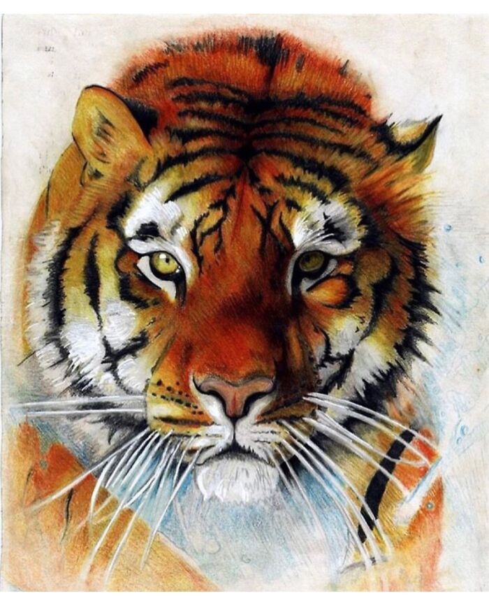 Coloured Pencil Tiger