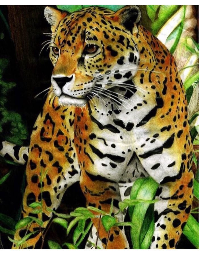 Coloured Pencil Leopard