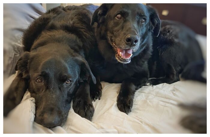 We We Try Adopt Senior Rescues Only (Adopted Arnold (7yo) In 2020, Thunder (9yo) In 2018)