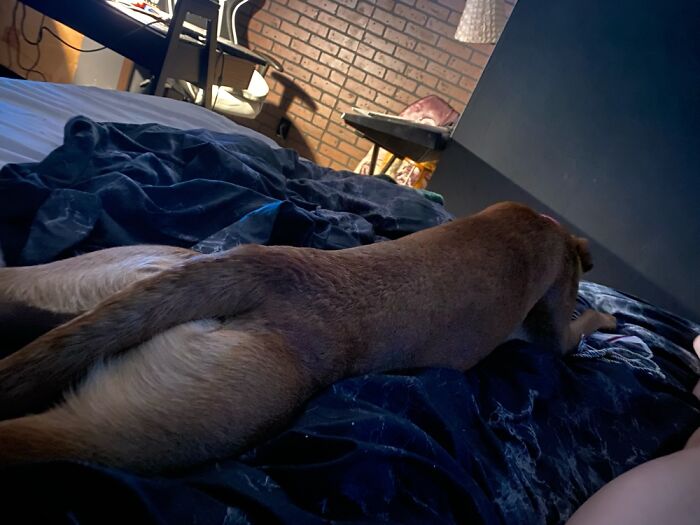 Dog lying stretched out on a dark bedspread in a cozy room, capturing a relaxed movie recreation scene.