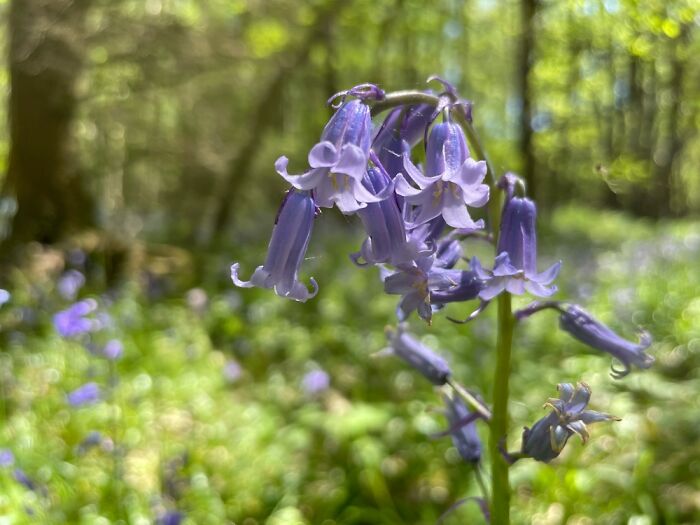 Same Walk With Glorious Bluebells