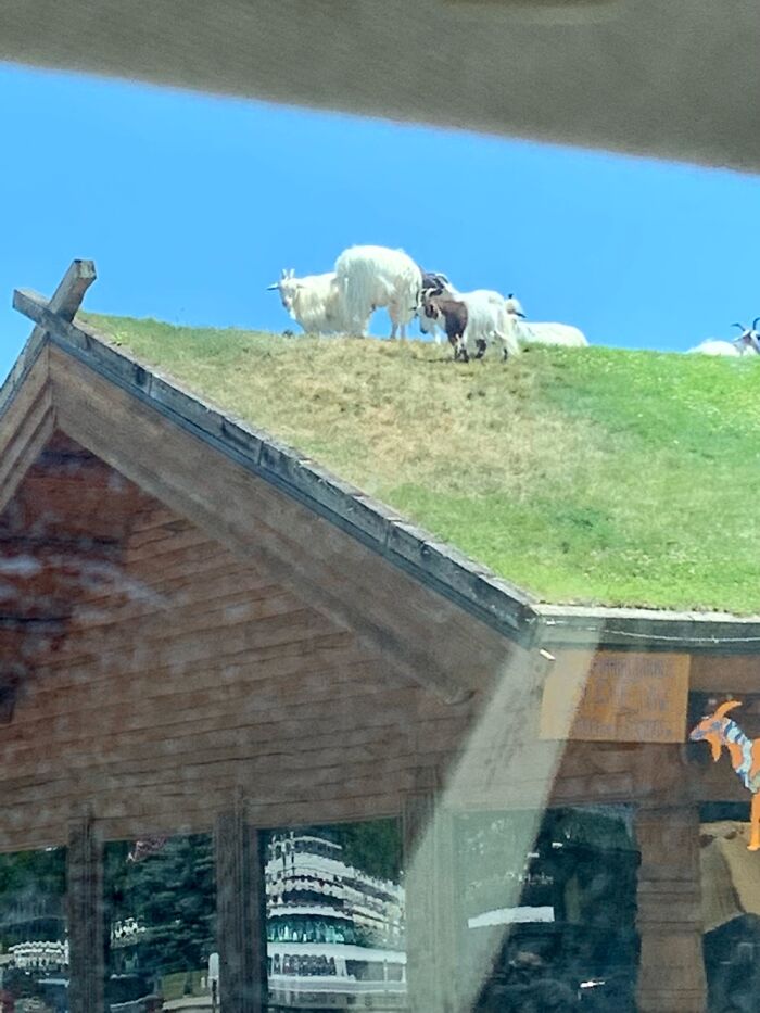 Goats On The Grass Roof In Sister Bay Wisconsin