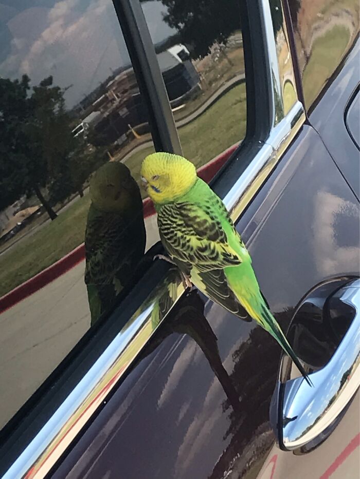 A Parakeet Checking Out Its Reflection In My Car Window.