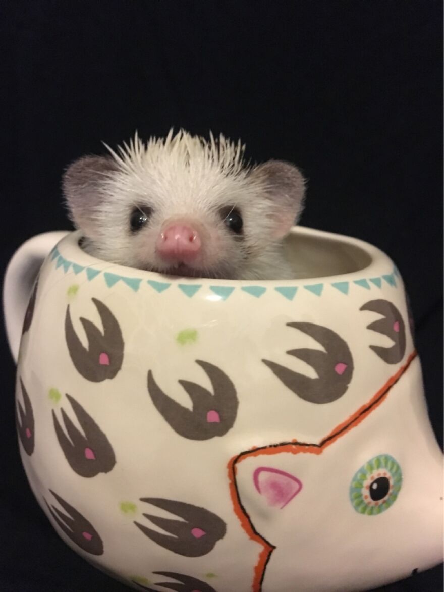A Spiked Cup Of Coffee