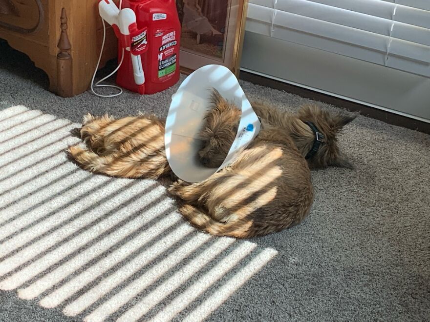 Andy Resting His Post Surgery Head On His Sister Sophie In The Striped Sunlight.