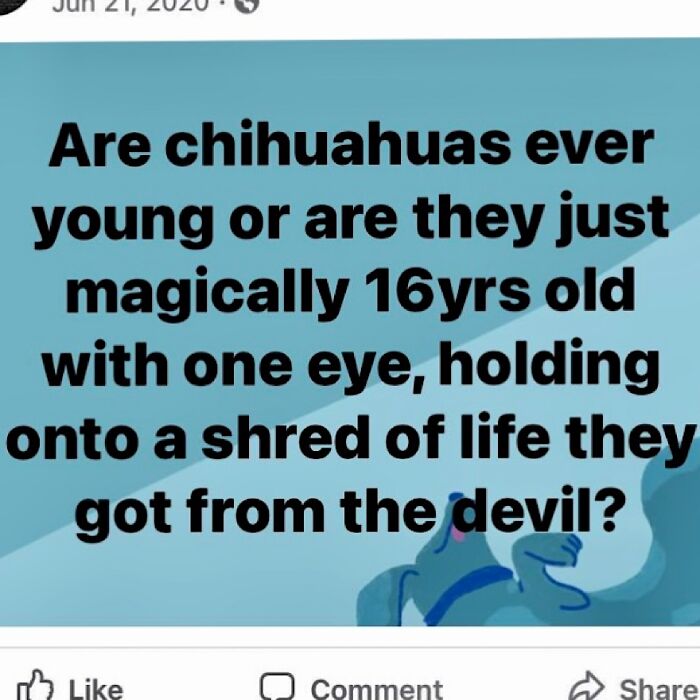 My Sister Sent Me This. I Have A 14 Year Old, One Eyed Chihuahua.