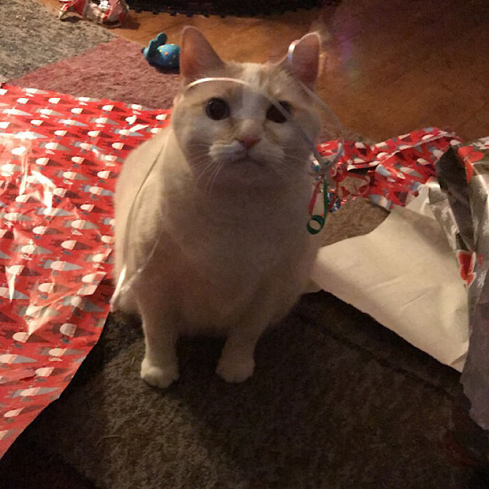 Oliver Loves Christmas