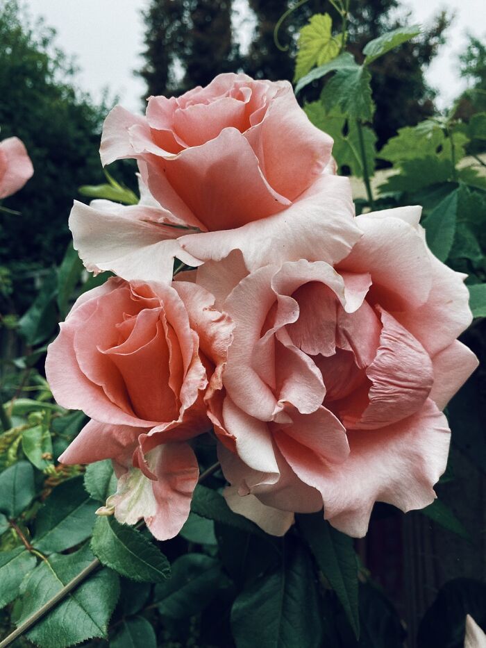 David Austen Roses Bloomed Perfectly